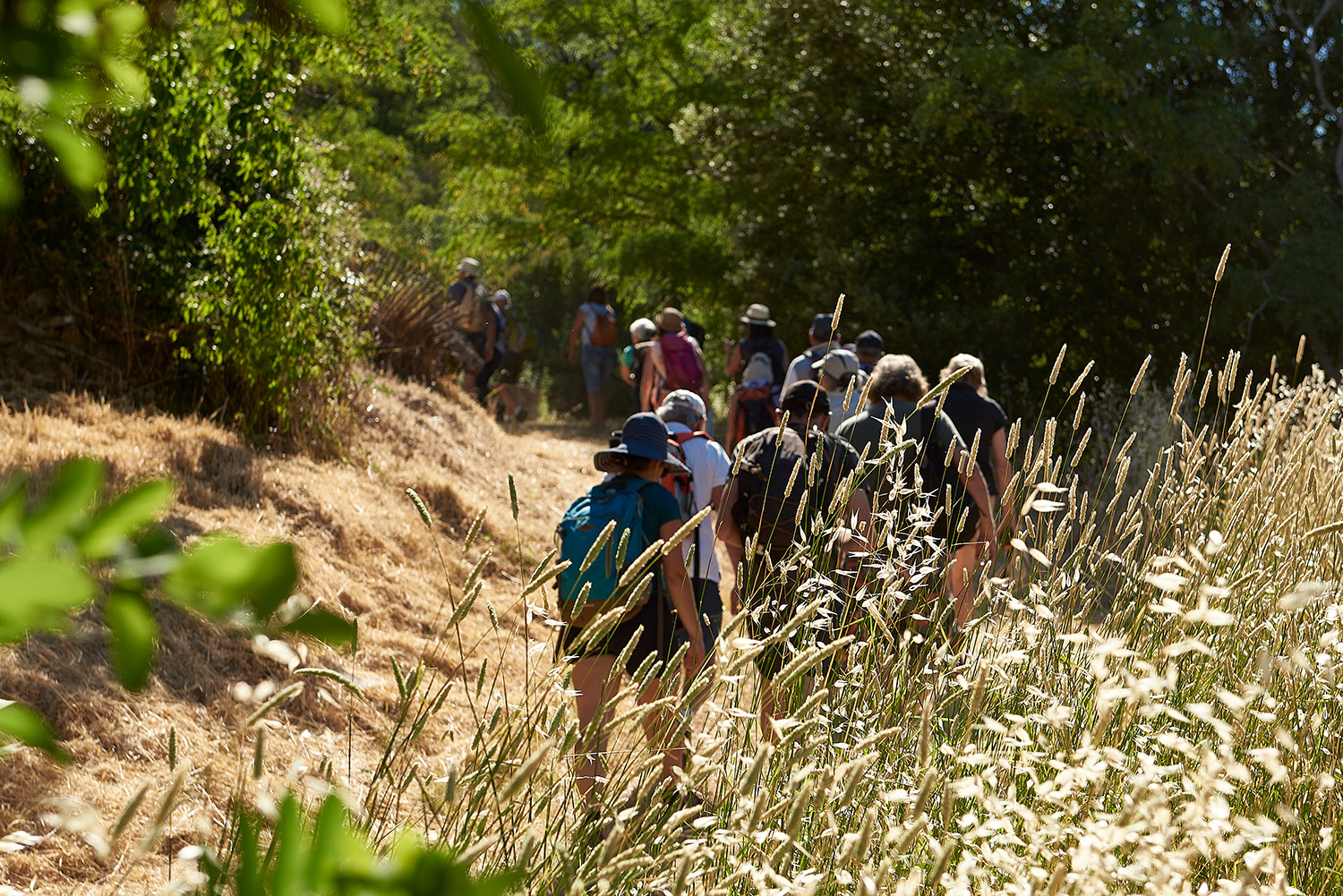 Photo de marcheurs accompagnés par des comédiens sur une chemin parsemé de fleur. Spectacle Naïs